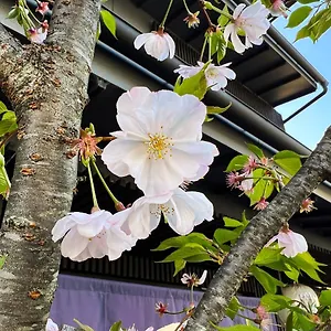 Rinn Kamiebisu Kyōto